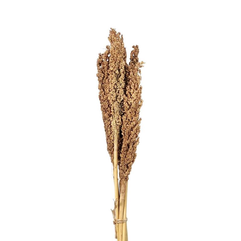Natural Sorghum Dried Flowers Plant - Set With 05 Branches