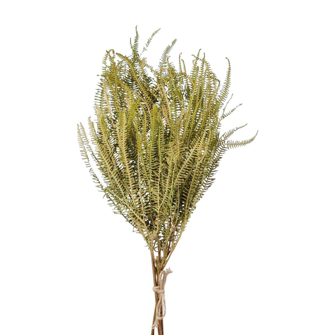 Dried Flowers Plant Natural Fern Foliage - Set With 05 Branches