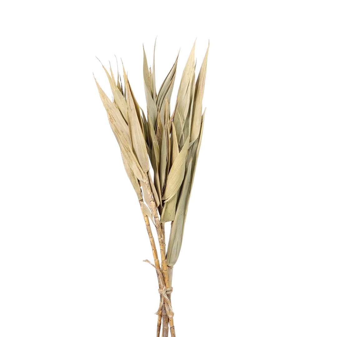 Dried Flowers Bamboo Foliage Plant - Set With 05 Branches
