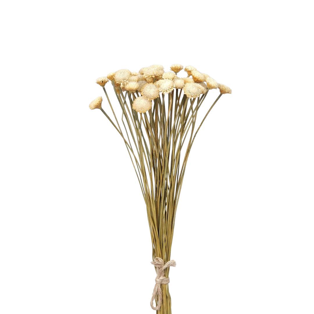 Dried Flowers Plant Golden Button - Set With 50 Branches