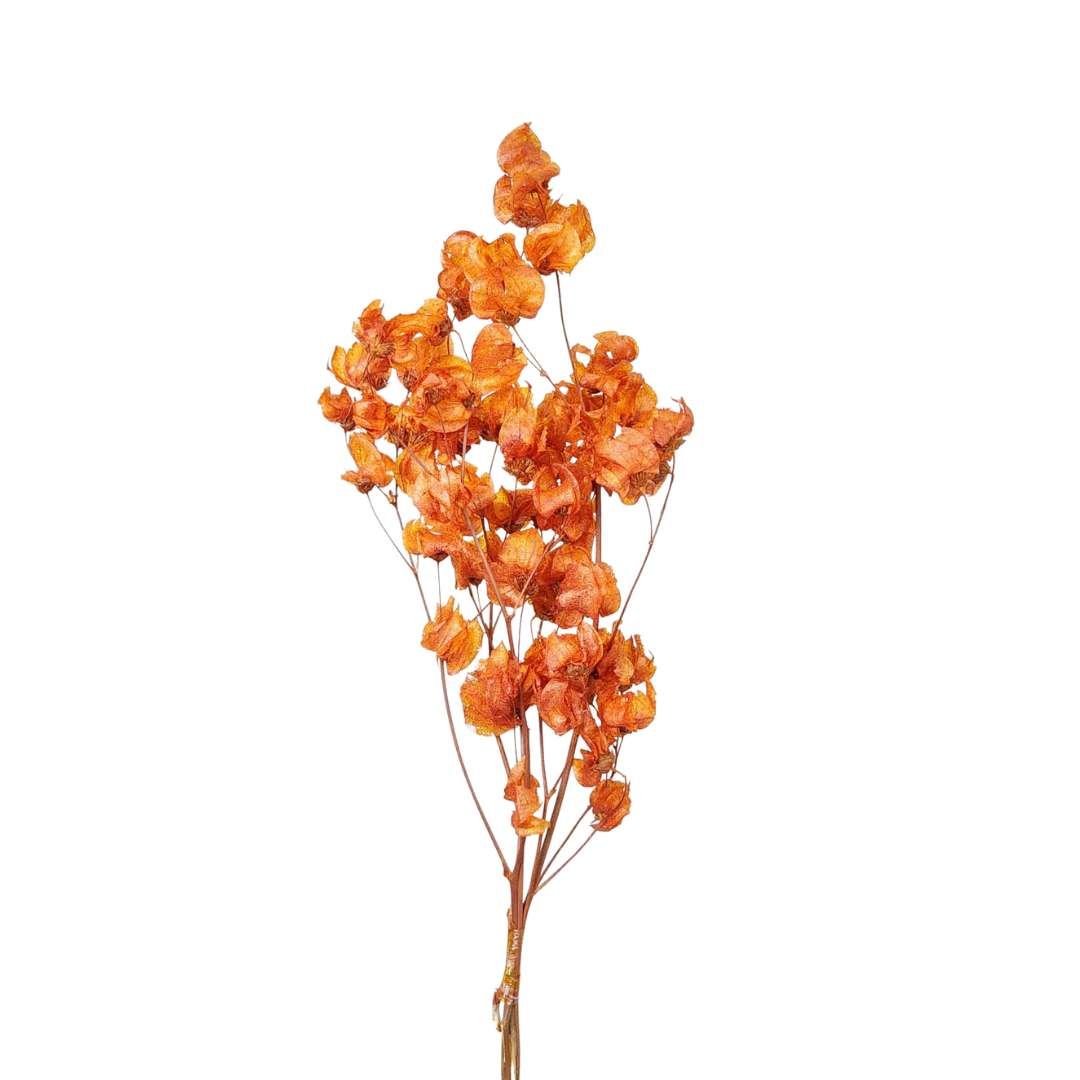 Dried Flowers Plant Bougainvillea Flower Orange - 01 Branch