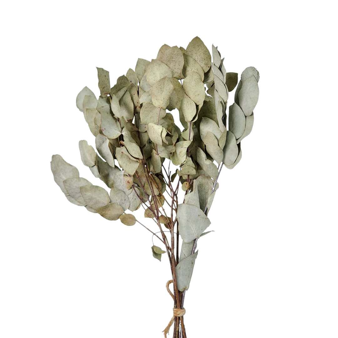 Dried Flowers Plant Foliage Of  Eucalyptus - Set With 05 Branches