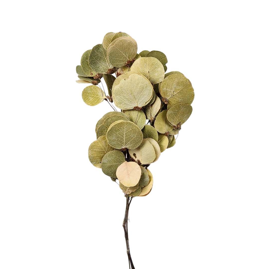 Dried Flowers Plant Natural Coin Flower - 01 Branch