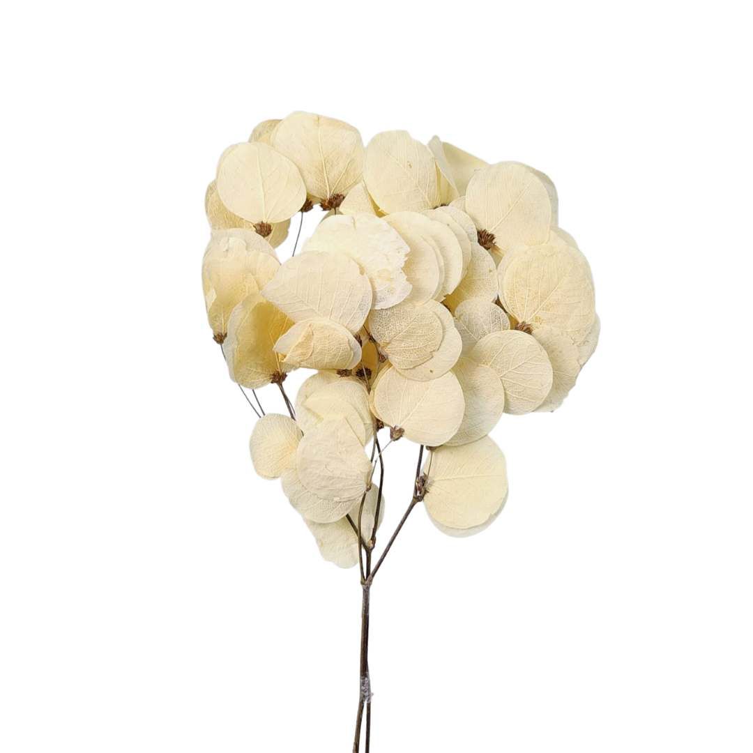 Dried Flowers Plant White Coin Flower - 01 Branch