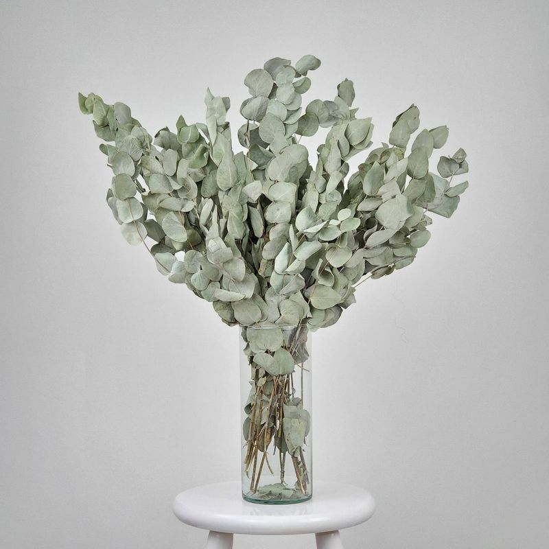 Dried Flowers Arrangement Single Face  Foliage Of  Eucalyptus + Colorless Vase