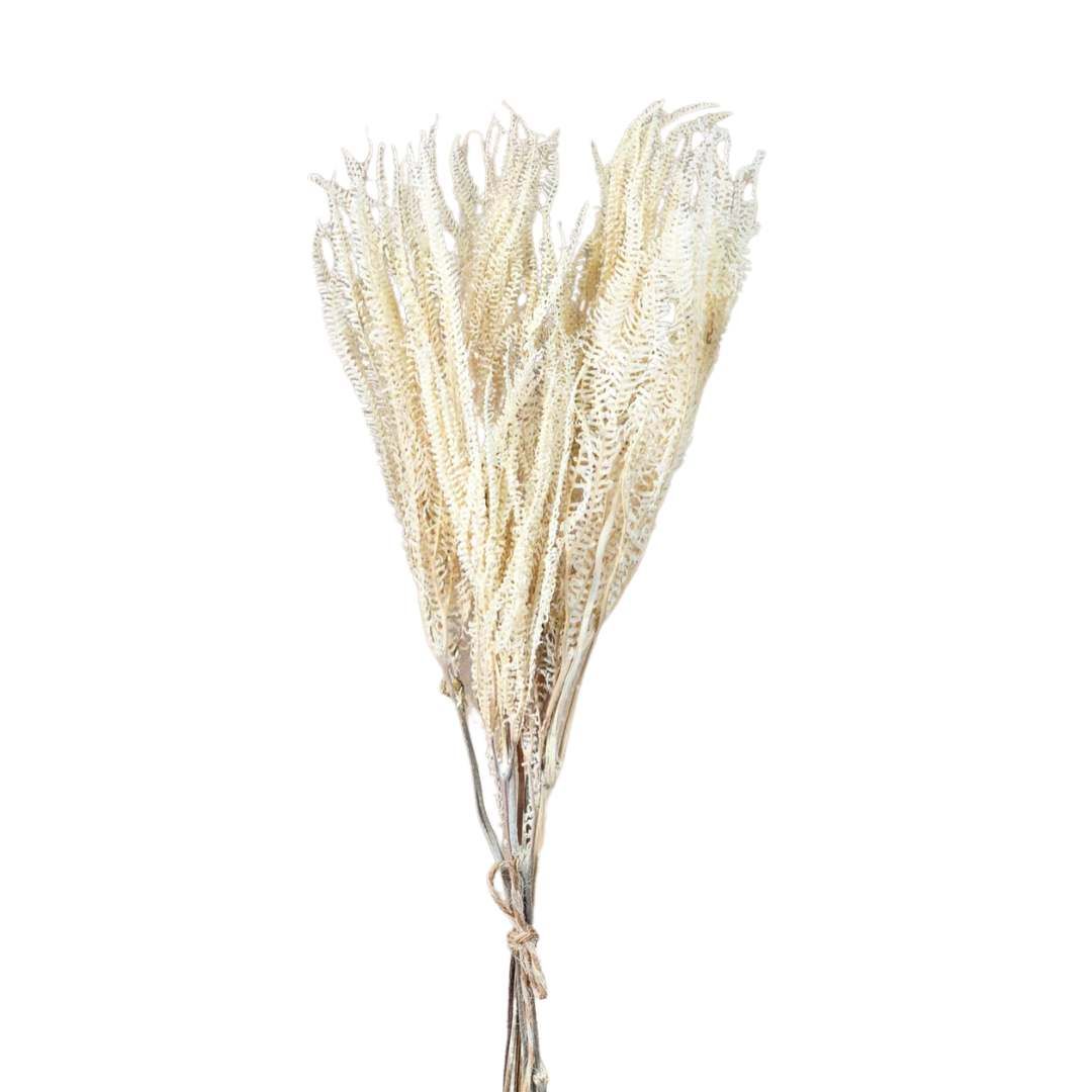 Dried Flowers Plant White Fern Foliage - Set With 05 Branches