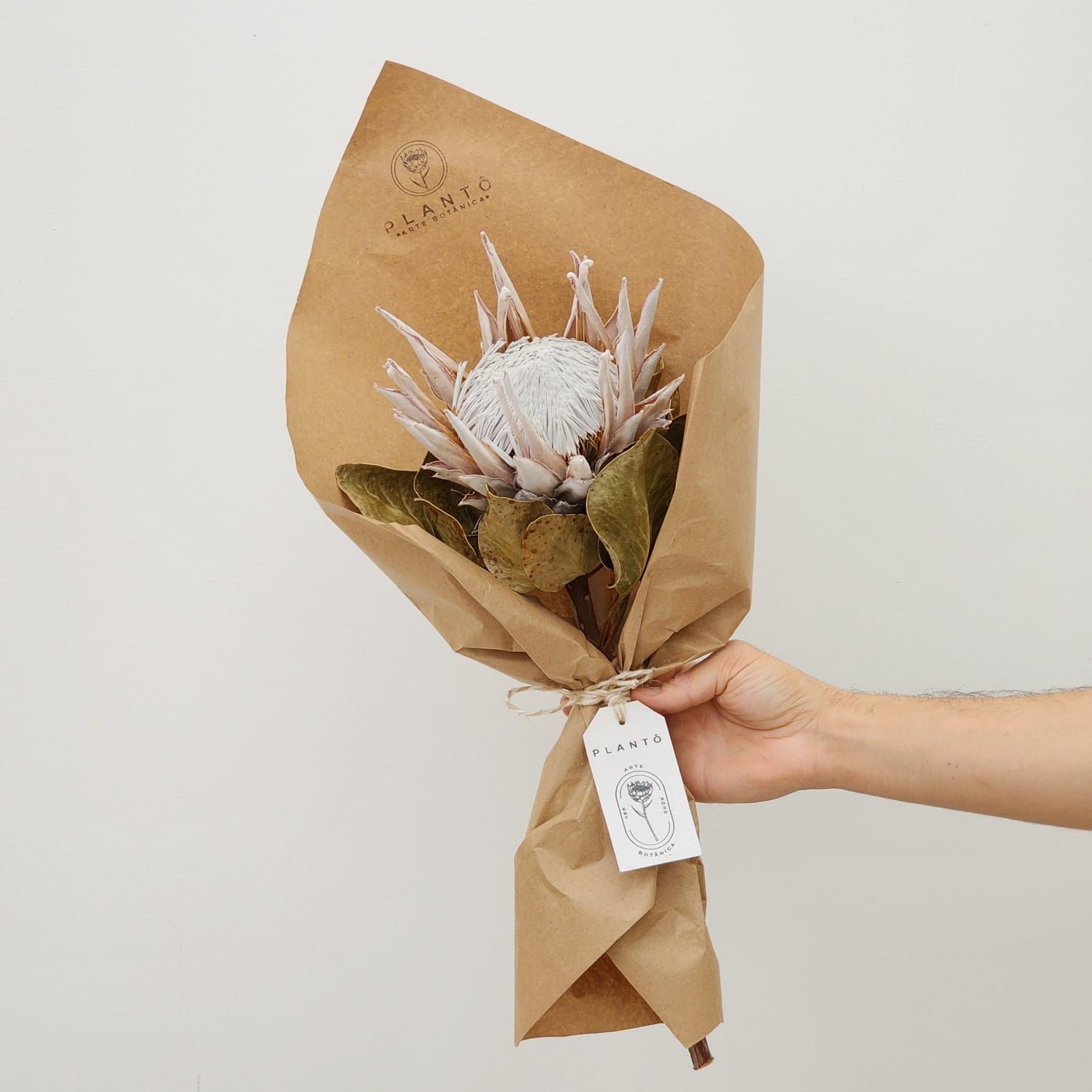 Protea King Single Flower - No Vase