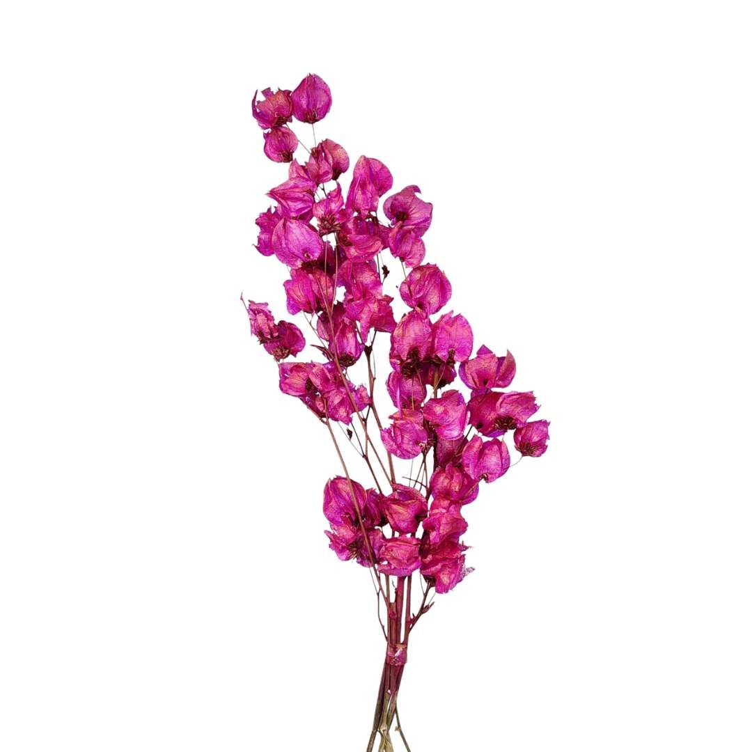 Dried Flowers Plant Dark Pink Bougainvillea Flower - 01 Branch