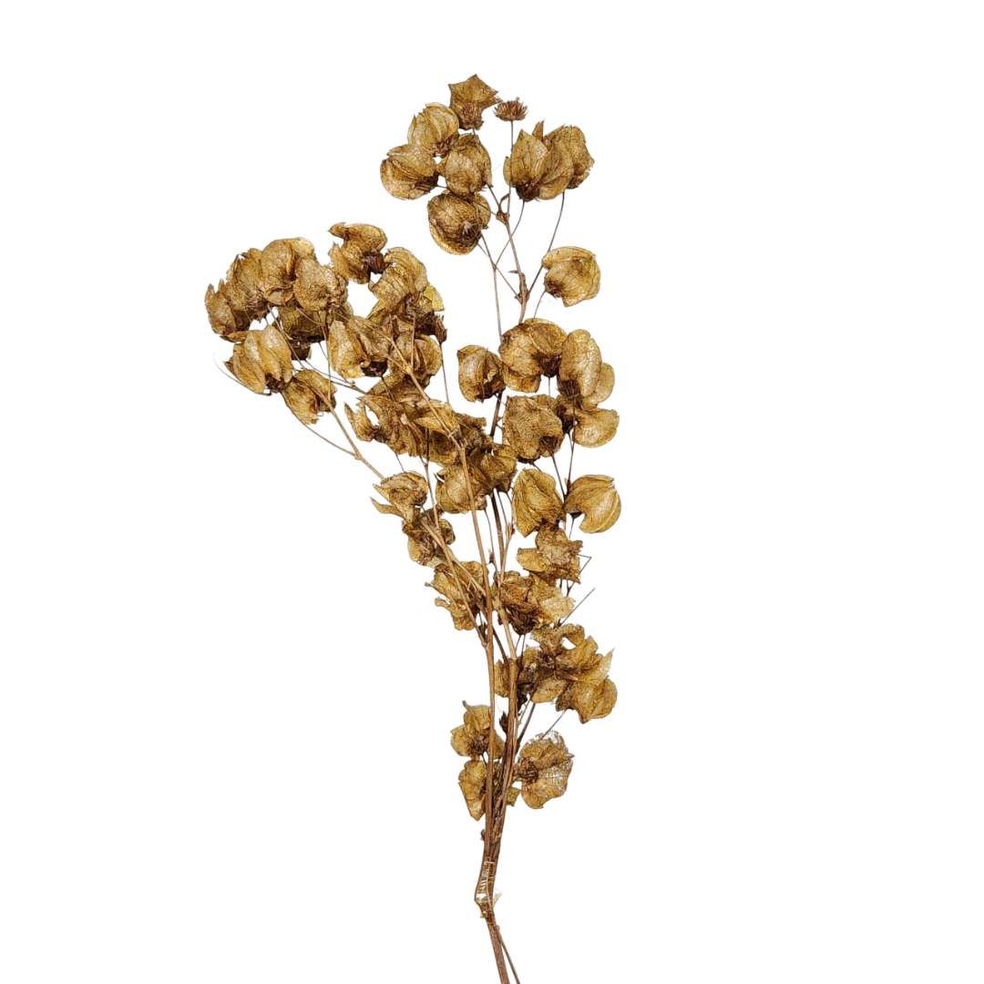 Dried Flowers Plant Bougainvillea Flower Ochre - 01 Branch