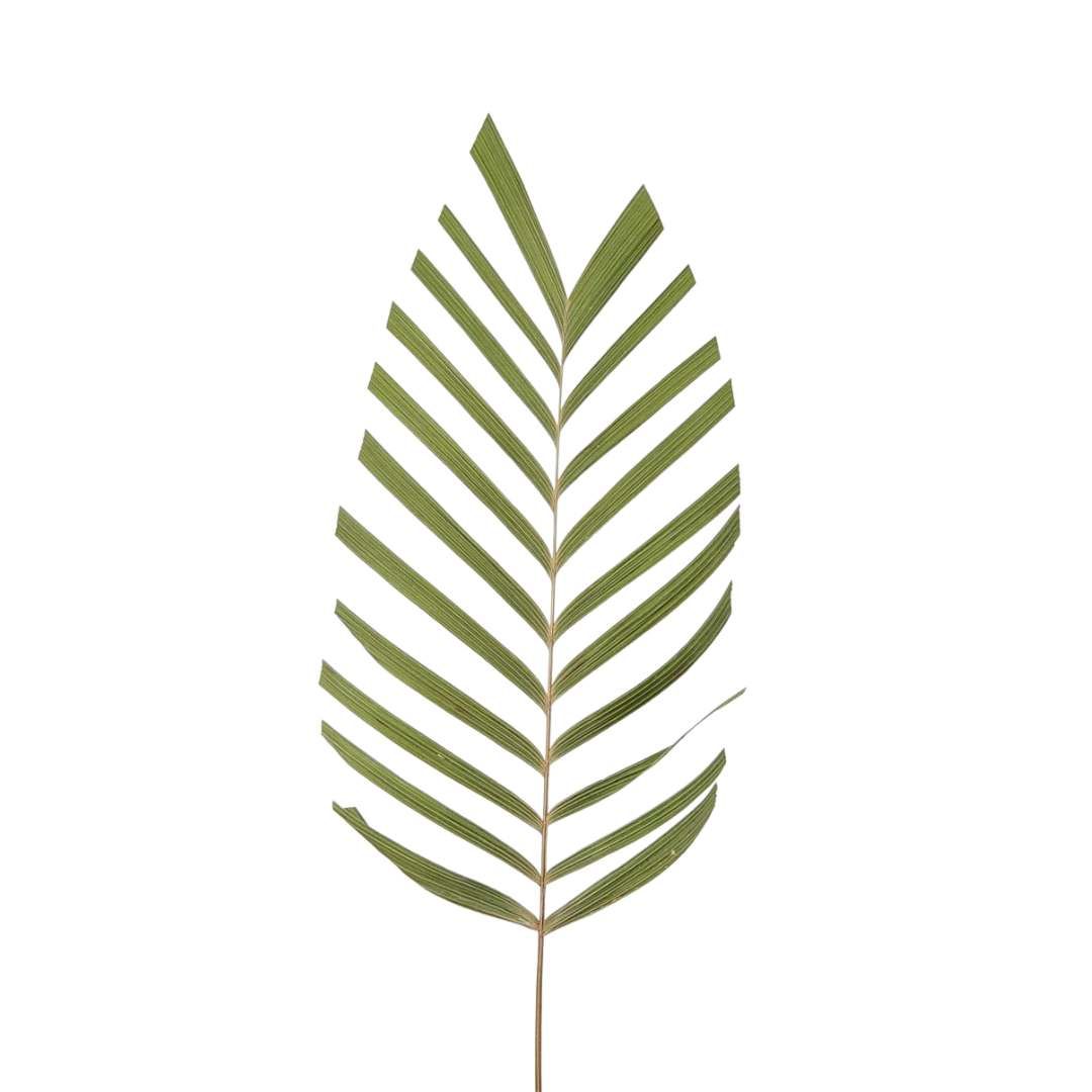 Dried Flowers Plant Palm Foliage - 01 Branch