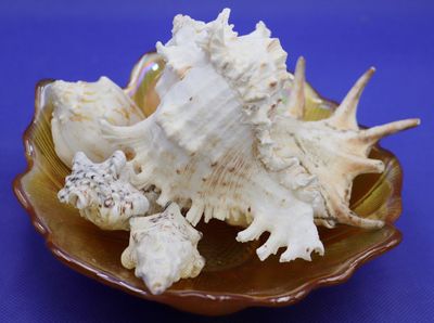 Murex Ramosus Large Spiked Sea Shell Conch Murex Ramosus Large Spiked Sea Shell Conch