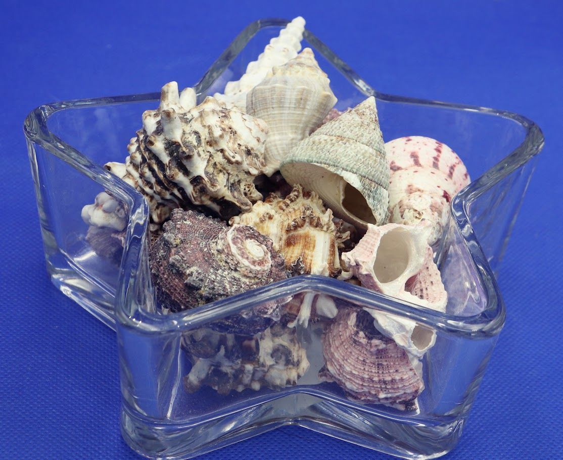 Vintage Ocean Seashell Souvenir Beach Decor Sculpture