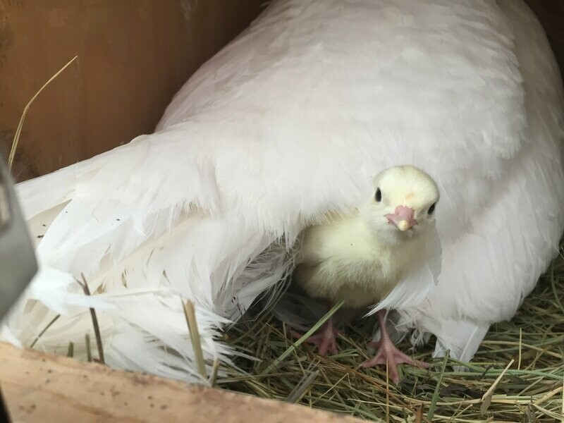 Turkey Poults