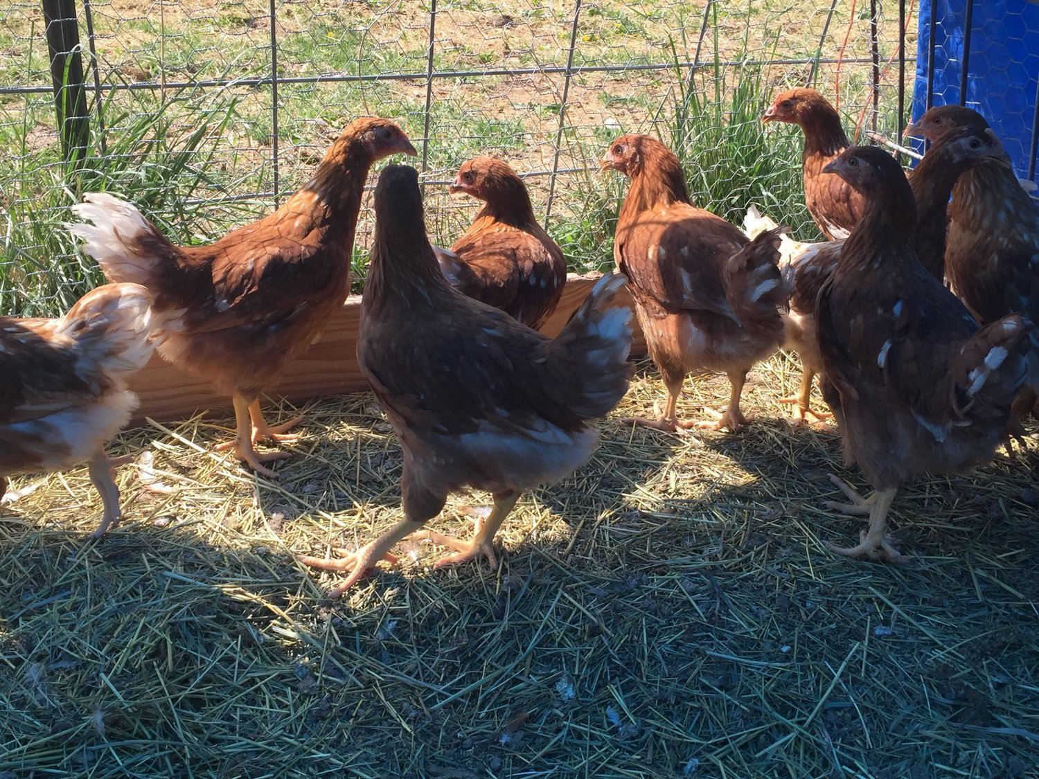 Sex-link Pullets