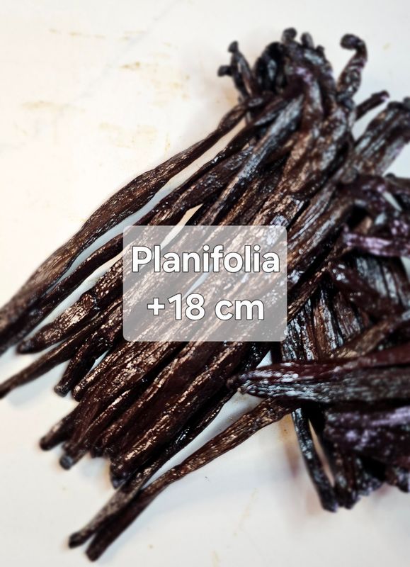 Vanille Bourbon Gourmet grade 1 +18 cm