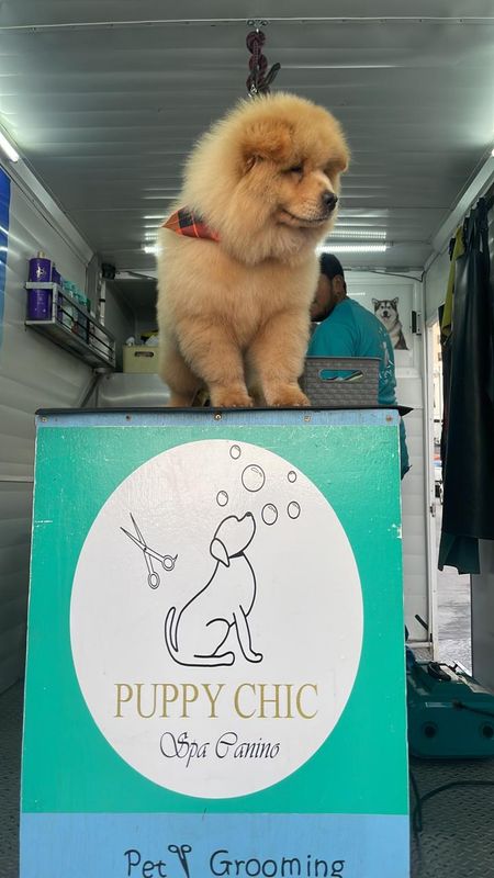 Baño y corte de pelo en perros pequeños