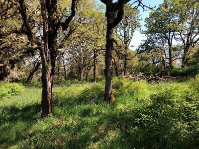 Birds &amp; Birdhouses - April 25, 2025