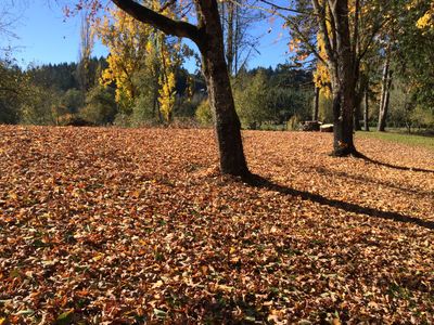 Fossils, Traits, Adaptation &amp; Survival - October 17, 2025