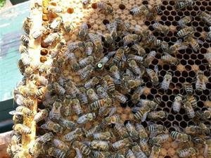 3lb Package of Bees