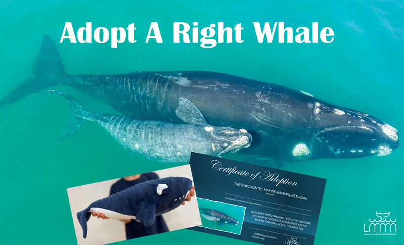 Right Whale Adoption