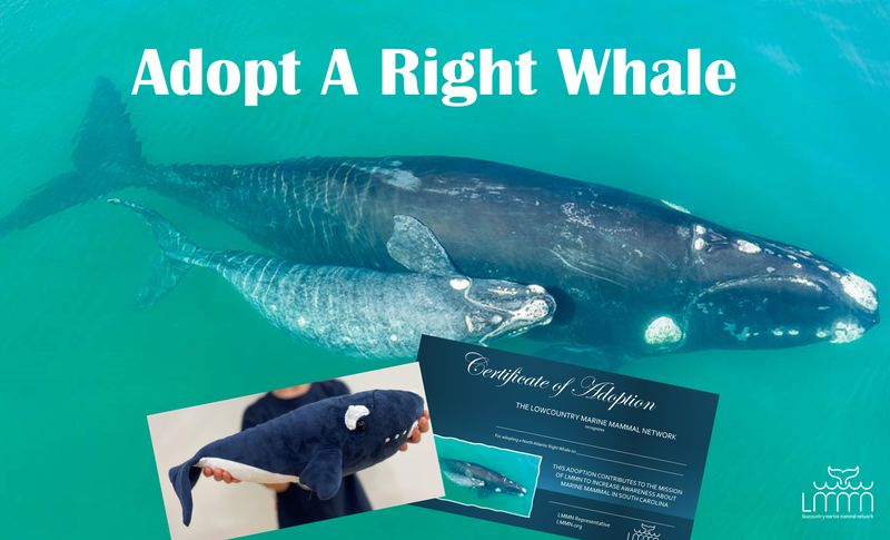 Right Whale Adoption