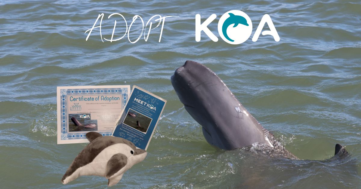 Adopt Koa, the tailless dolphin