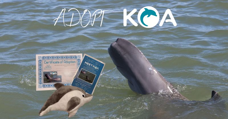 Adopt Koa, the tailless dolphin