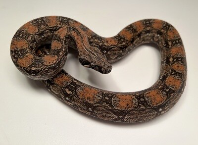 MALE, 2020, 4th Gen Maxx Pink Argentine Boa Produced by Ancient Reproductions AR650-BCO-MALE-Litter 4