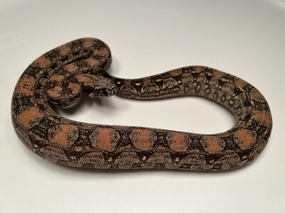 MALE, 2020, 4th Generation Maxx Pink Argentine Boa by Ancient Reproductions, AR142-BCO-MALE-Litter 7 - Born 9-14-20