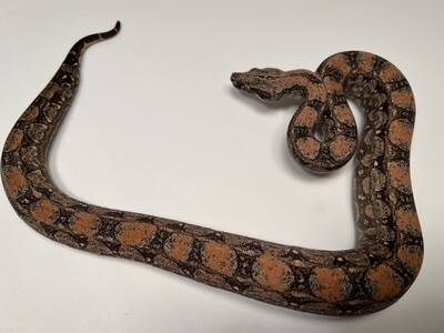 FEMALE, 2020, 4th Gen Maxx Pink Argentine Boa Produced by Ancient Reproductions AR61-BCO-MALE-Litter 4