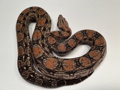 FEMALE, 2020, 4th Gen Maxx Pink Argentine Boa Produced by Ancient Reproductions AR66-BCO-MALE-Litter 4