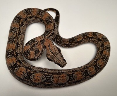 MALE Maxx White Argentine boa by Ancient Reproductions AR87-BCO-2020-MALE - Litter 5, Born 9-18-20