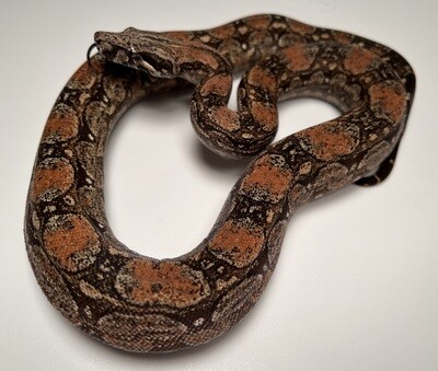 FEMALE, 2020, 4th Gen Maxx Pink Argentine Boa Produced by Ancient Reproductions AR64-BCO-FEMALE-Litter 4