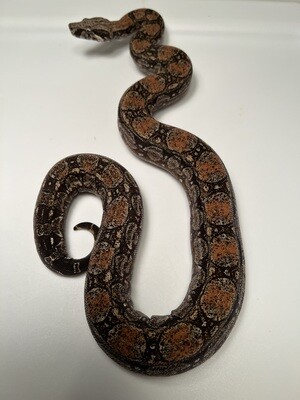 MALE, 2020, 4th Gen Maxx Pink Argentine Boa Produced by Ancient Reproductions AR67-BCO-MALE-Litter 4