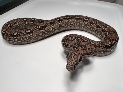 FEMALE Maxx White Argentine boa by Ancient Reproductions AR83-BCO-2020-FEMALE - Litter 5, Born 9-18-20