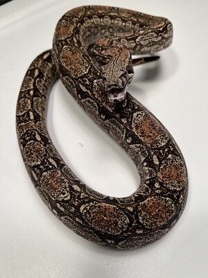 FEMALE Maxx White Argentine boa by Ancient Reproductions AR89-BCO-2020-FEMALE - Litter 5, Born 9-18-20
