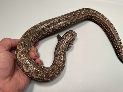 FEMALE, 2020, 4th Gen Maxx Pink Argentine Boa by Ancient Reproductions AR118-BCO-FEMALE-Litter 6