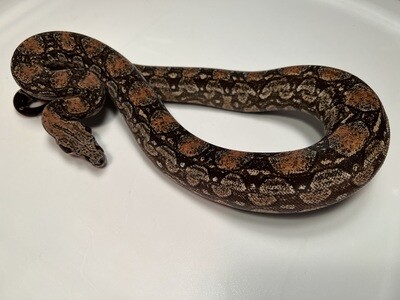 FEMALE Maxx White Argentine boa by Ancient Reproductions AR82-BCO-2020-FEMALE - Litter 5, Born 9-18-20