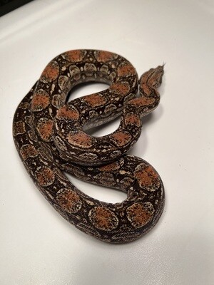 FEMALE Maxx White Argentine boa by Ancient Reproductions AR90-BCO-2020-FEMALE - Litter 5, Born 9-18-20
