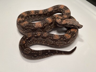 FEMALE Maxx Pink Argentine boa by Ancient Reproductions AR78-BCO-2020-FEMALE - Litter 5, Born 9-18-20