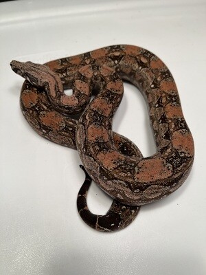 MALE, 2020, 4th Gen Maxx Pink Argentine Boa Produced by Ancient Reproductions, AR48-BCO-2020-MALE-Litter 4