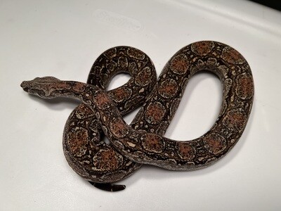 FEMALE Maxx White Argentine boa by Ancient Reproductions AR78-BCO-2020-FEMALE - Litter 5, Born 9-18-20