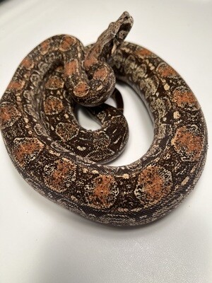 MALE, 2020, 4th Generation Maxx Pink Argentine Boa by Ancient Reproductions, AR130-BCO-FEMALE-Litter 7 - Born 9-14-20