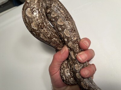 FEMALE Maxx White Argentine boa by Ancient Reproductions AR78-BCO-2020-FEMALE - Litter 5, Born 9-18-20