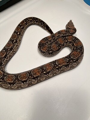 FEMALE Maxx White Argentine boa by Ancient Reproductions AR91-BCO-2020-FEMALE - Litter 5, Born 9-18-20