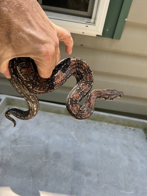 FEMALE, 2020, 4th Gen Maxx Pink Argentine Boa by Ancient Reproductions AR118-BCO-FEMALE-Litter 6