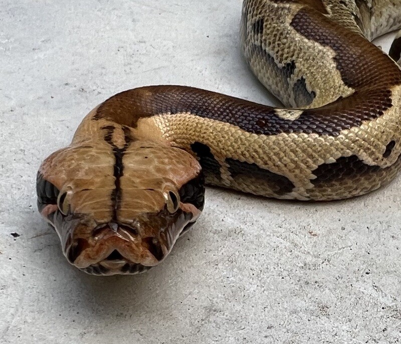 2022 Borneo Short Tail Python, MALE