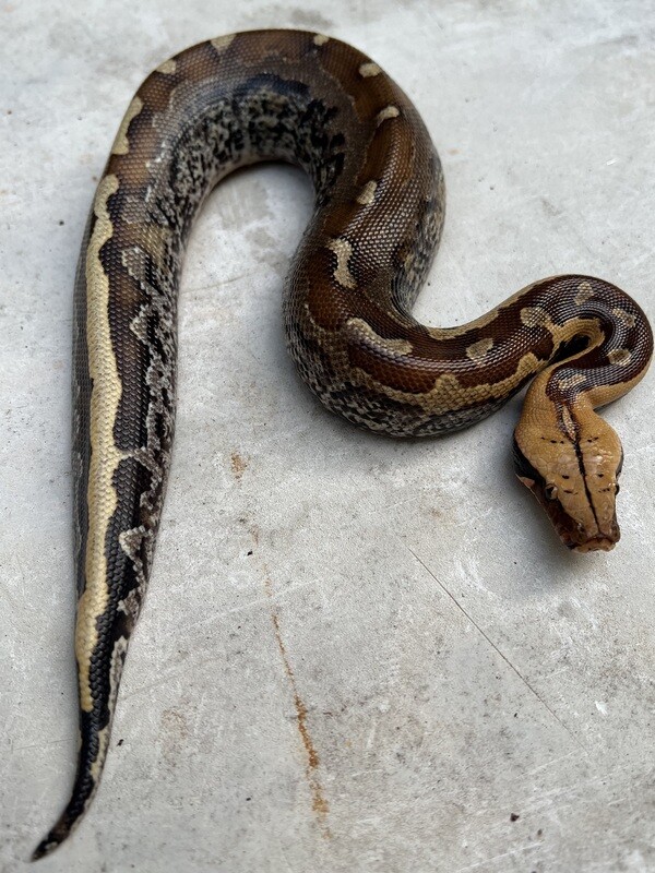 2022 Borneo Short Tail Python, MALE