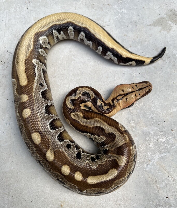 2022 Borneo Short Tail Python, MALE