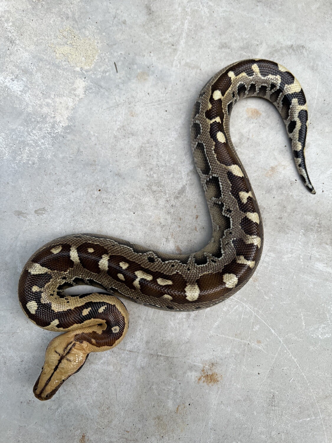 2022 Borneo Short Tail Python, FEMALE | The Store | Ancient Reproductions